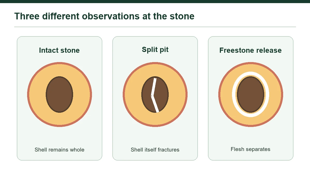 Normal stone integrity, fracture and freestone release are different observations.