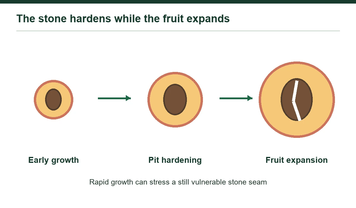 Stone hardening and flesh expansion overlap during fruit development.