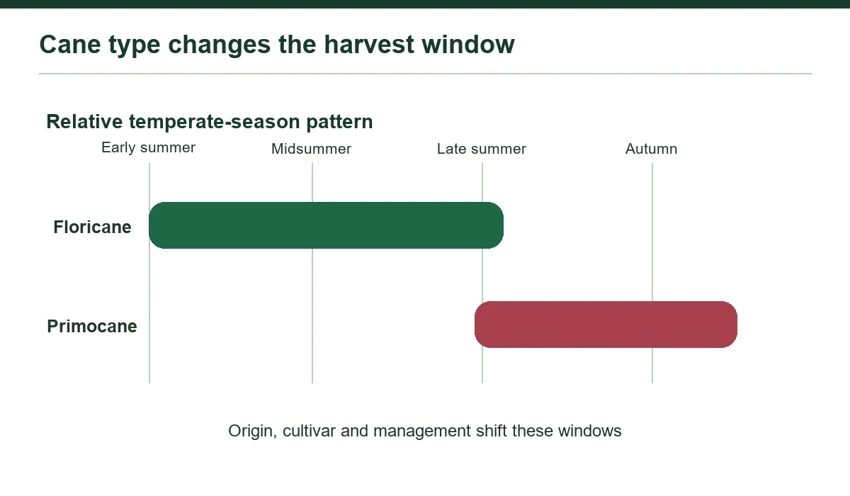Relative harvest windows vary with cane type, origin, cultivar and management.