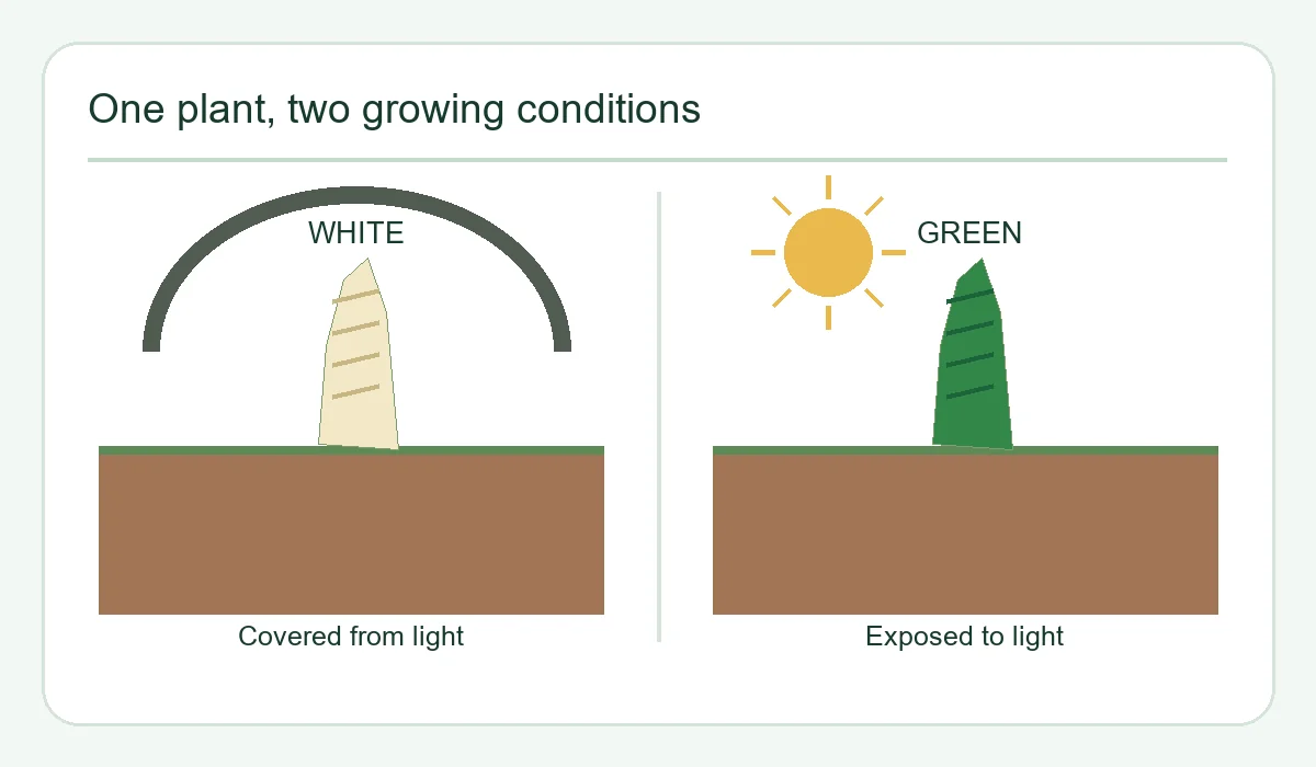 Diagram showing covered white asparagus and green asparagus exposed to sunlight.