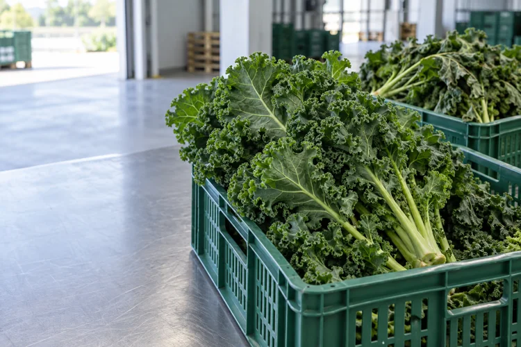 Fresh kale bunches in ventilated produce crates