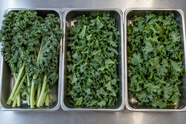 Whole chopped and washed kale arranged in separate trays