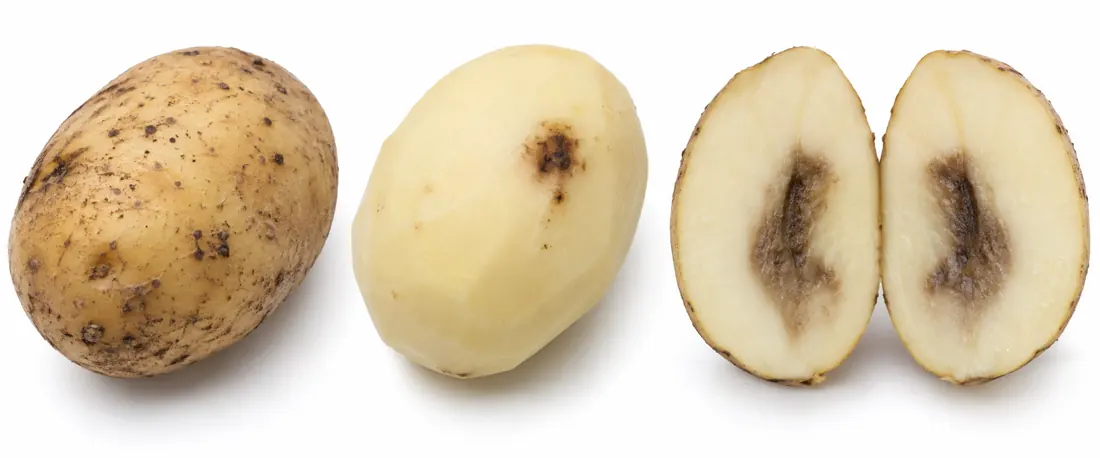 Potato skin mark shallow spot and dark center compared