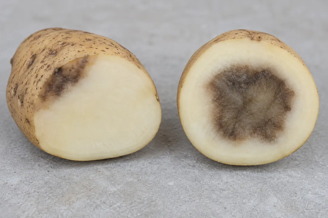 Shallow dark potato bruise beside a dark central core
