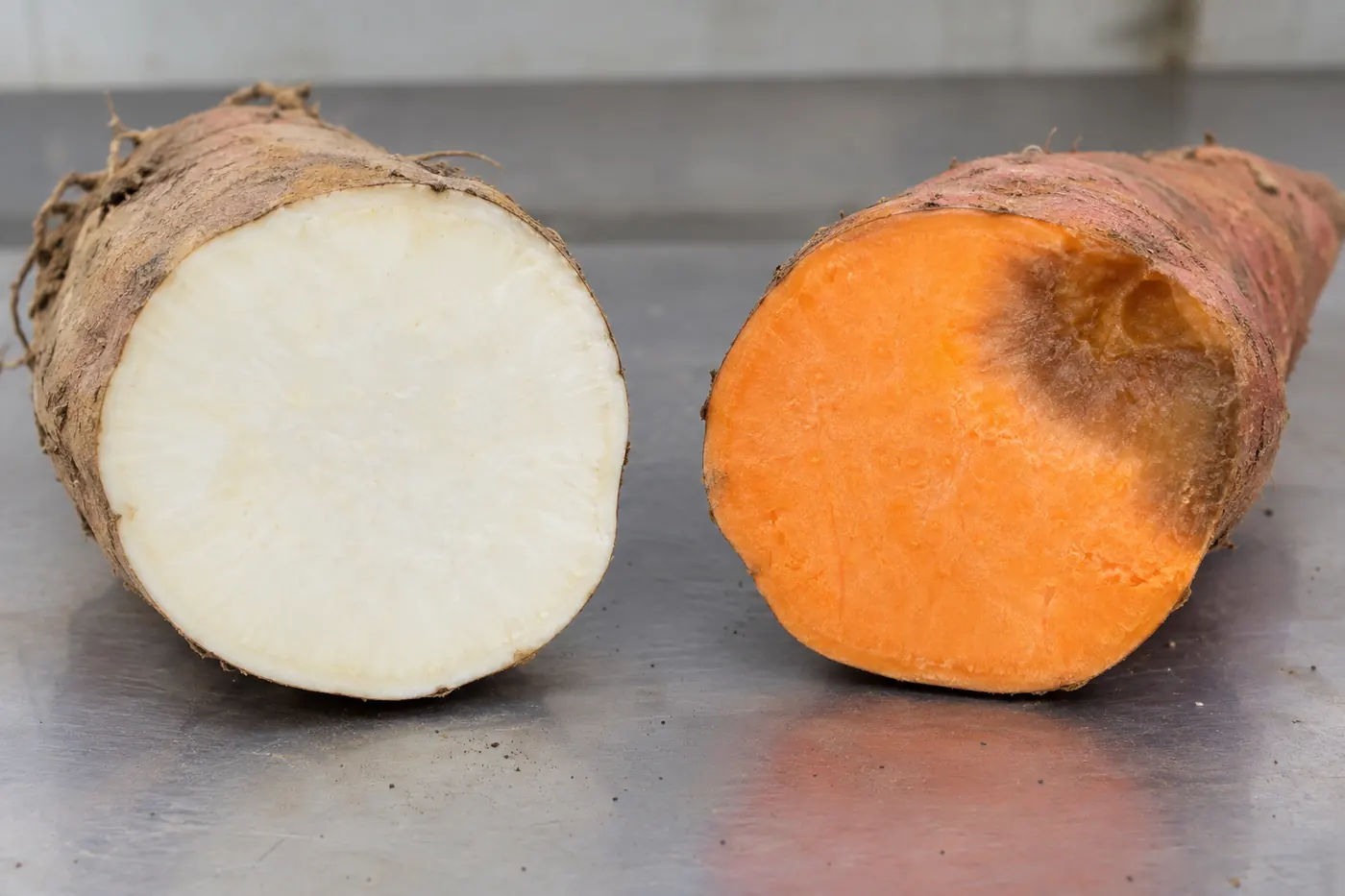 Even white flesh beside orange sweet potato with localized brown damage