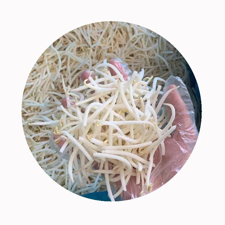 IQF bean sprouts IQF bean sprouts
