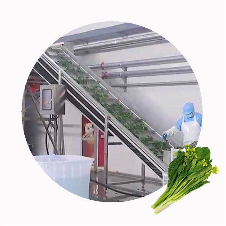 IQF Frozen Rapeseed Flowers high quality