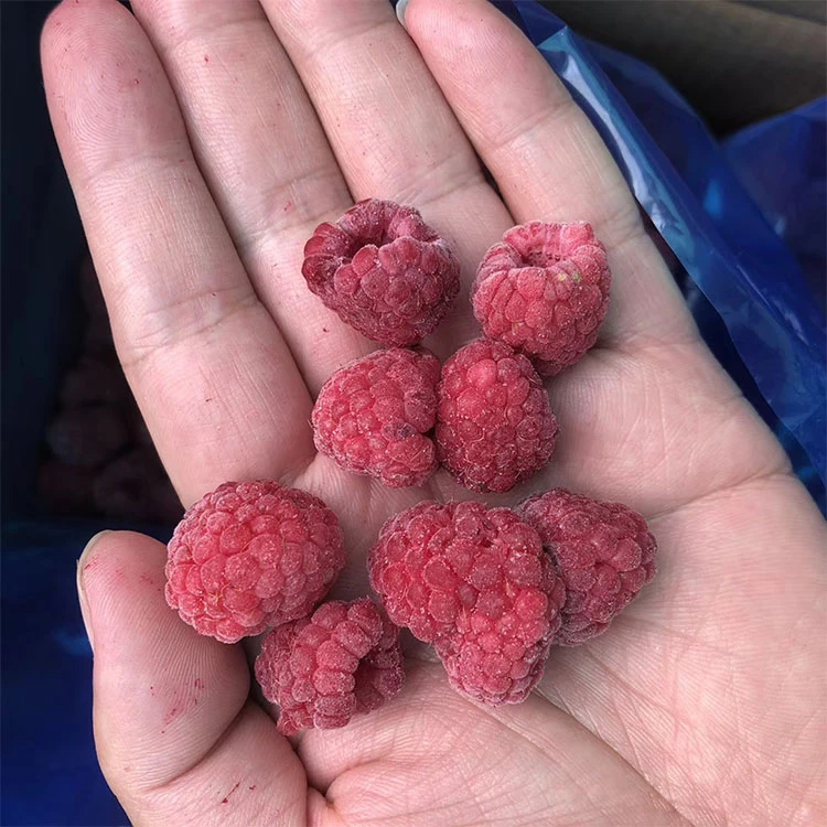 A hand sample of frozen raspberries A hand sample of frozen raspberries