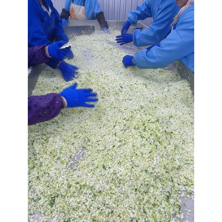 Workers inspecting cut Chinese cabbage Workers inspecting cut Chinese cabbage