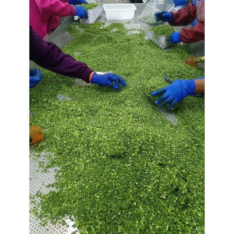 Workers sorting cut Chinese chives Workers sorting cut Chinese chives
