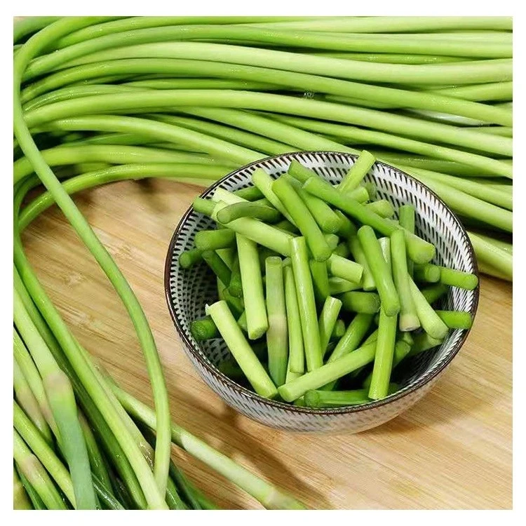 Fresh whole garlic scape stalks and cut sections, raw-material and cut-form reference