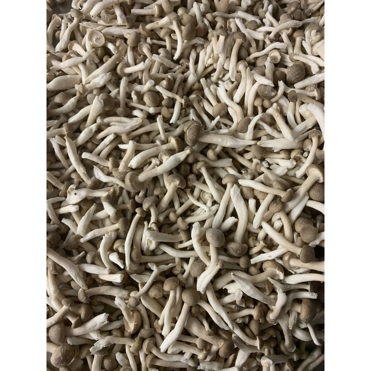 Shimeji Mushrooms bulk-reference raw-material reference; frozen status unverified