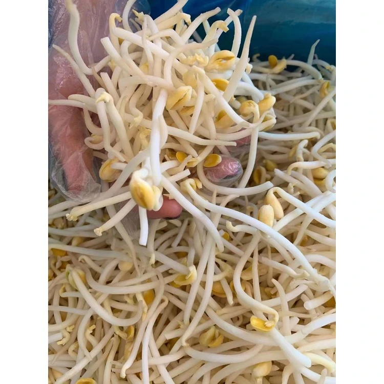 Close view of yellow-headed sprouts; soybean identity pending source-record confirmation
