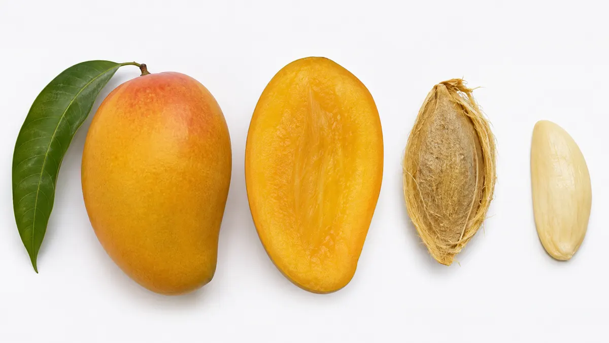 mango-seed-pit-kernel-anatomy mango-seed-pit-kernel-anatomy