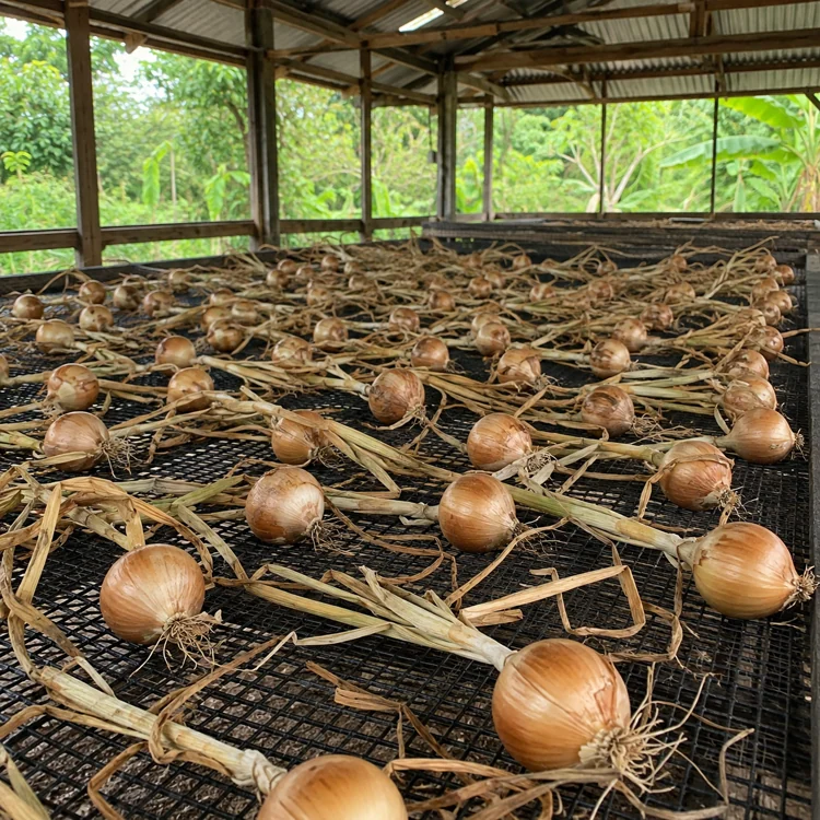 onion-curing-onions-curing-on-a-ventilated-rack onion-curing-onions-curing-on-a-ventilated-rack