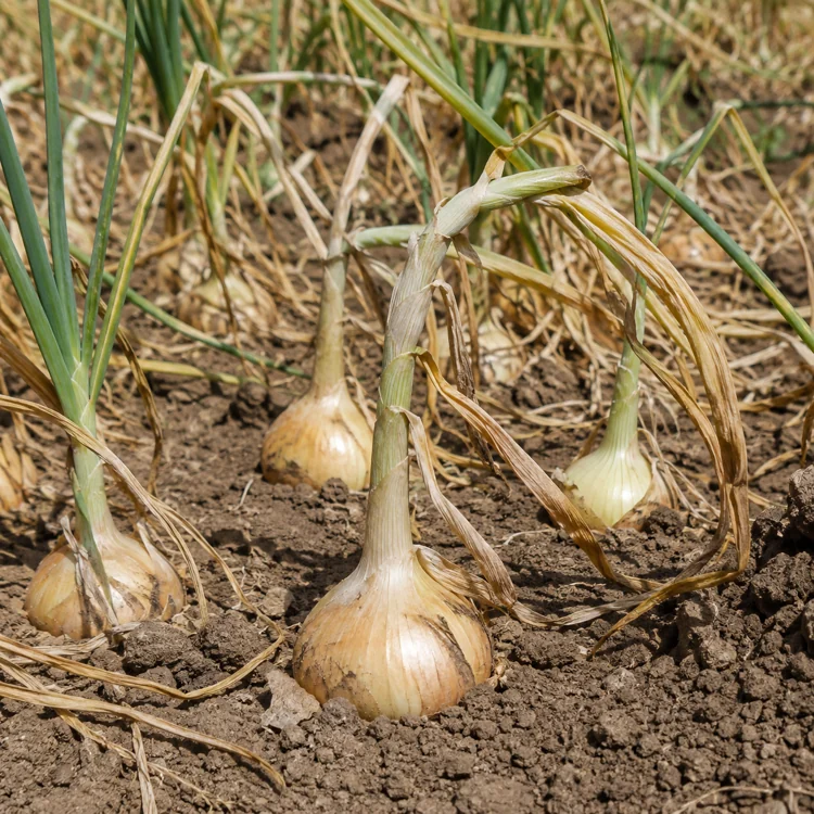 onion-harvest-mature-onion-bulbs-with-naturally-fallen-tops onion-harvest-mature-onion-bulbs-with-naturally-fallen-tops