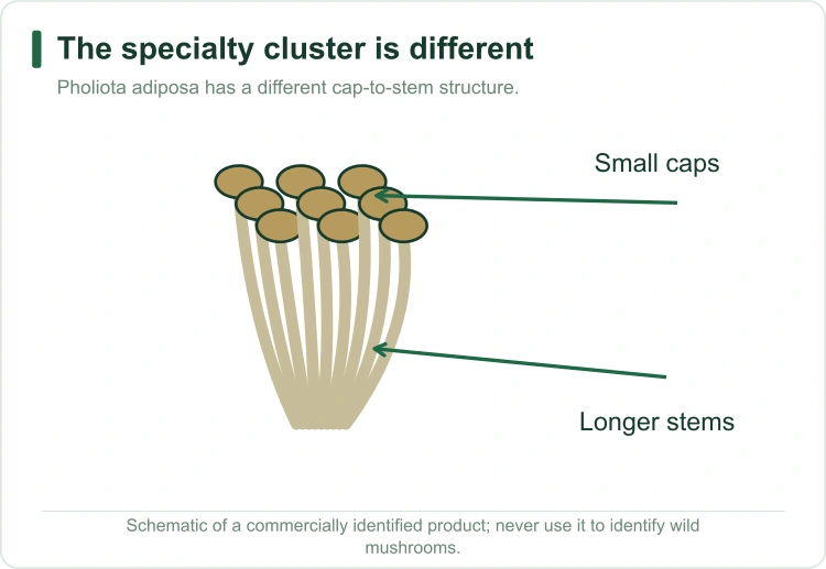 pholiota-chestnut-cluster pholiota-chestnut-cluster