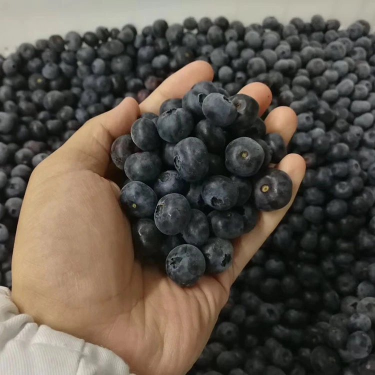 IQF frozen blueberries IQF frozen blueberries