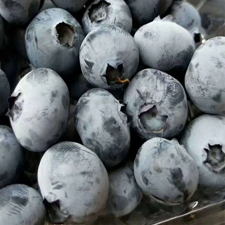 IQF frozen blueberry supplier IQF frozen blueberry supplier