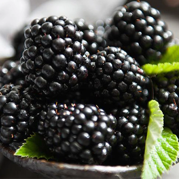 Freezing black berries