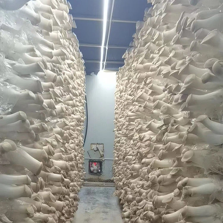 Trumpet king mushrooms Trumpet king mushrooms