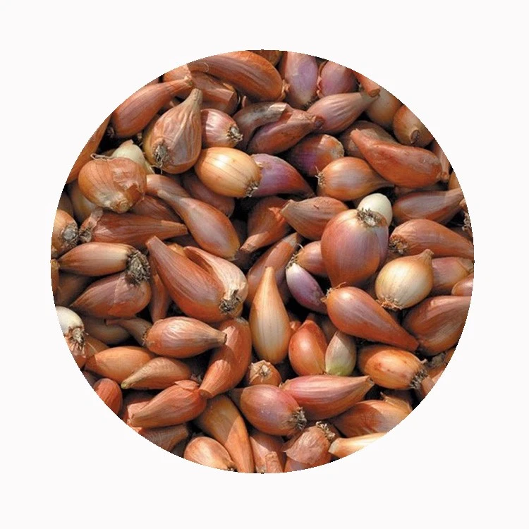 shallots shallots