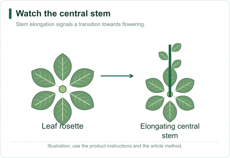 spinach-bolting-signs spinach-bolting-signs