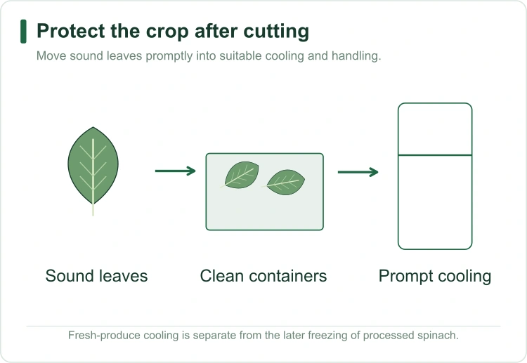 spinach-field-heat-removal spinach-field-heat-removal