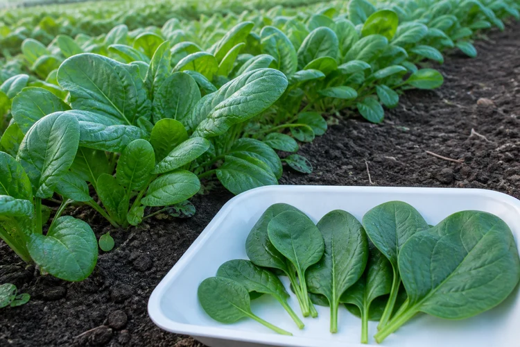 spinach-harvest-leaves spinach-harvest-leaves