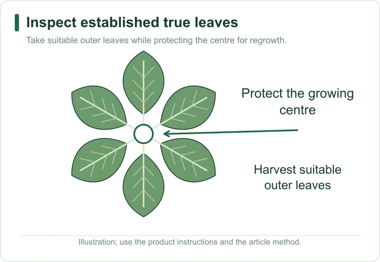 spinach-true-leaf-rosette spinach-true-leaf-rosette