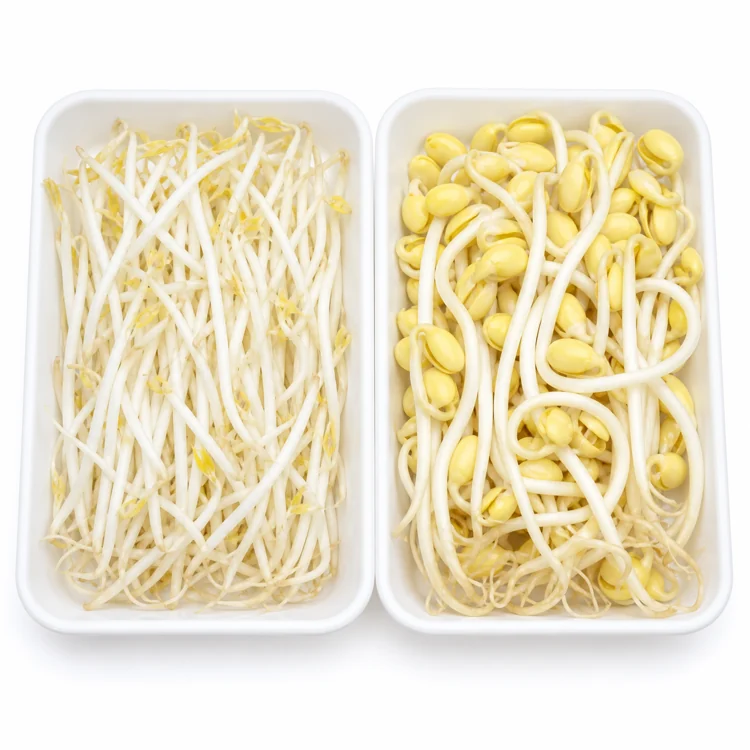 sprout-timing-mung-bean-and-soybean-sprout-forms sprout-timing-mung-bean-and-soybean-sprout-forms