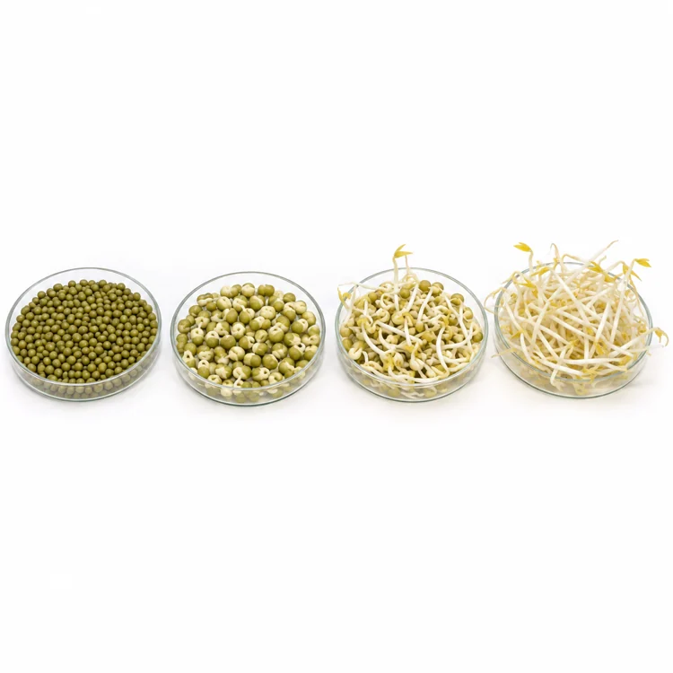 sprout-timing-mung-bean-sprouting-growth-stages sprout-timing-mung-bean-sprouting-growth-stages