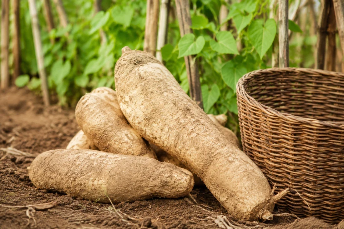 west-africa-is-a-major-center-of-yam-cultivation west-africa-is-a-major-center-of-yam-cultivation
