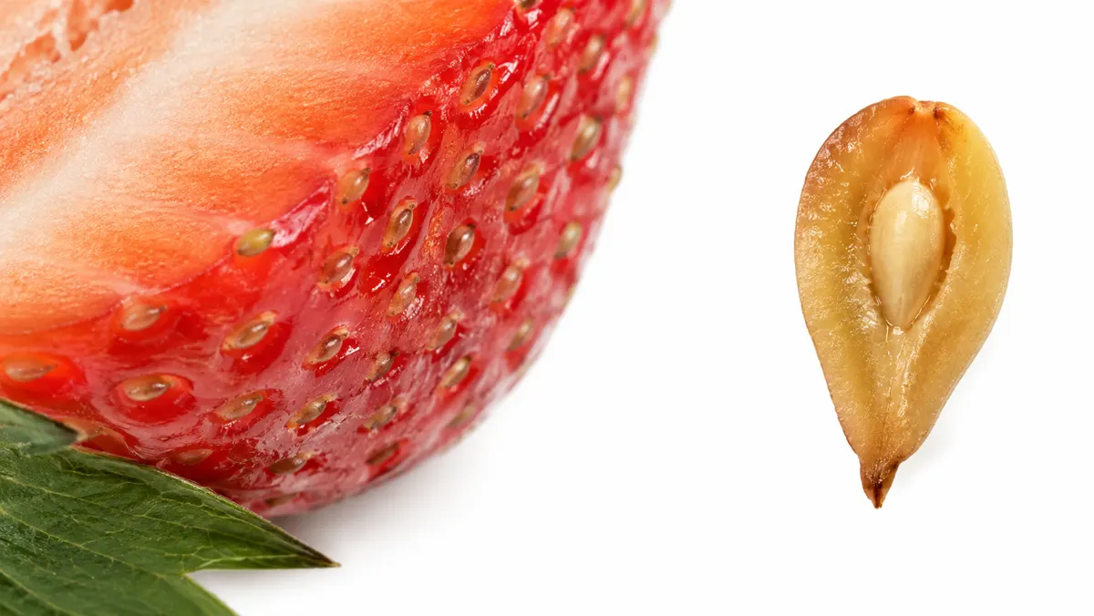 what-do-strawberry-seeds-look-like-achene-cutaway what-do-strawberry-seeds-look-like-achene-cutaway