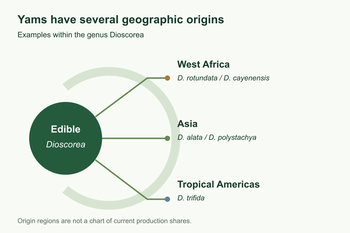yam-species-origin-branches yam-species-origin-branches